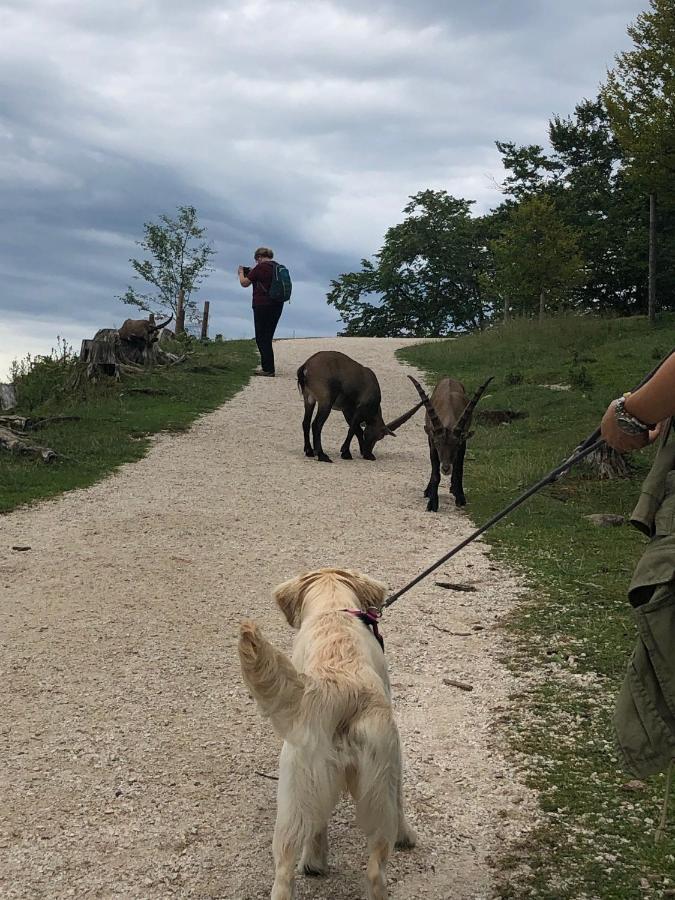 Millies Hosting - Familienurlaub Mit Hund In Kaernten Apartment Sankt Paul im Lavanttal Luaran gambar