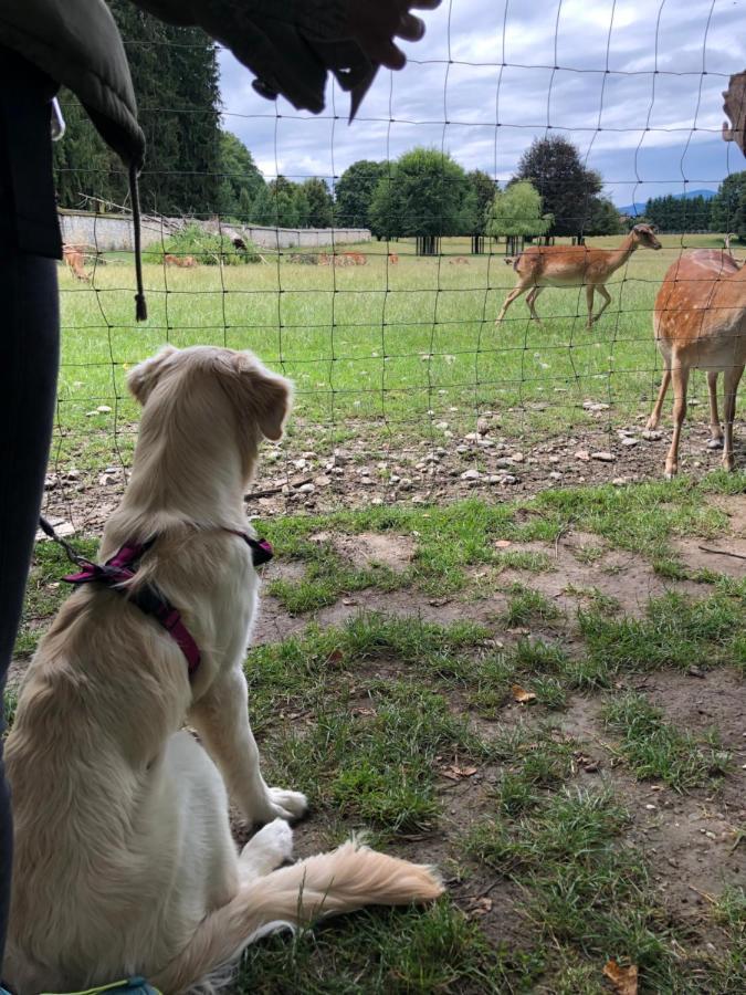 Millies Hosting - Familienurlaub Mit Hund In Kaernten Sankt Paul im Lavanttal Luaran gambar